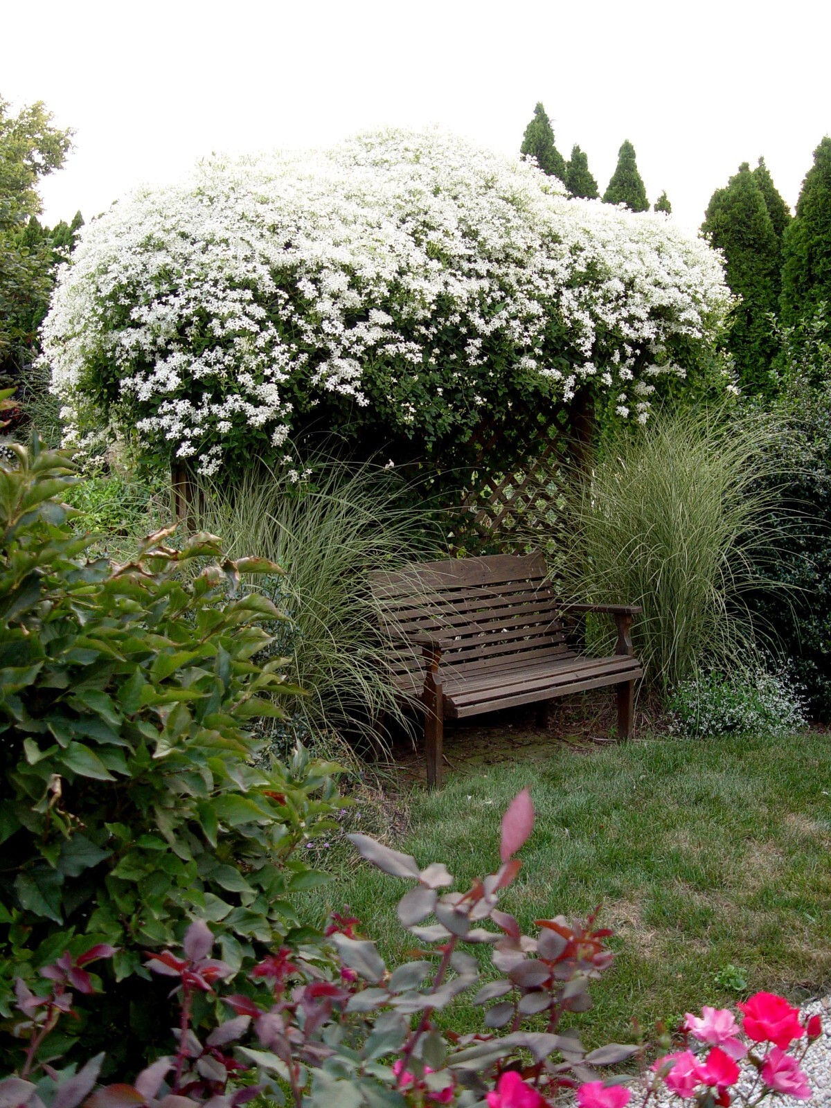 1-Year Roots Sweet Autumn Clematis (Virginsbower Clematis Paniculate Terniflora)