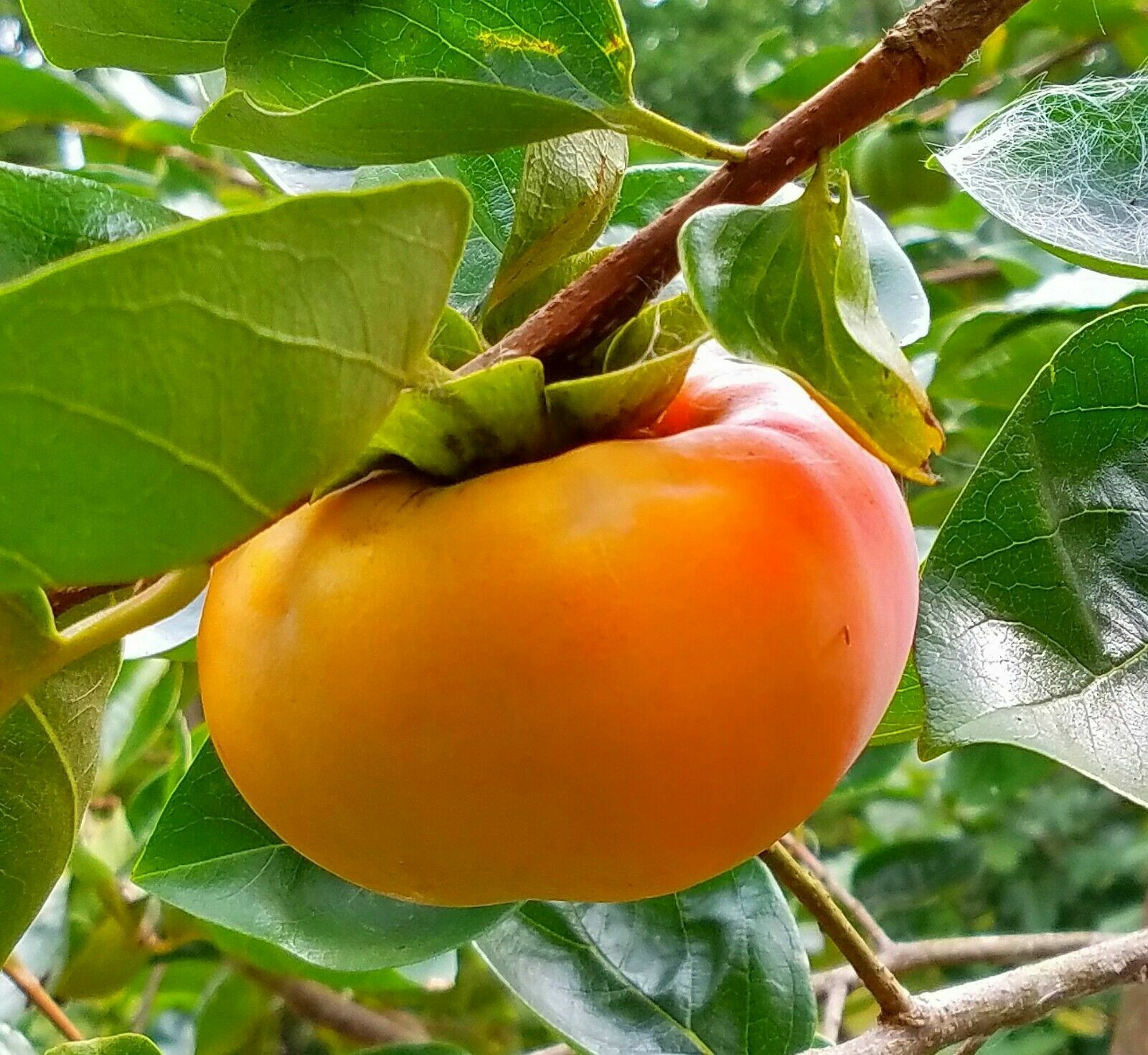 10 Cuttings of Persimmon Tree Ready To Root Make Your Own Plants! Fast Ship!