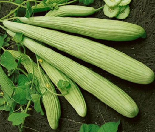 CUCUMBER BURPLESS ARMENIAN YARD LONG Cucumis Melo – 100 Bulk Seeds