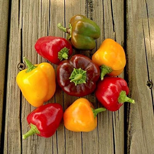 Sweet Pepper Seeds – Compact Plants with Pack of 25 Petite Colour Blend Hybrid