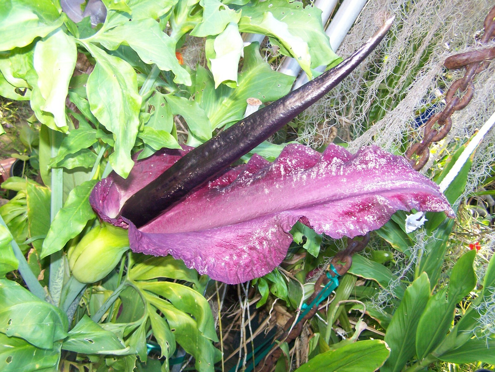 35 seeds Dragon lily arum flower voodoo amorphophallus bulb tuber cactus calla Q