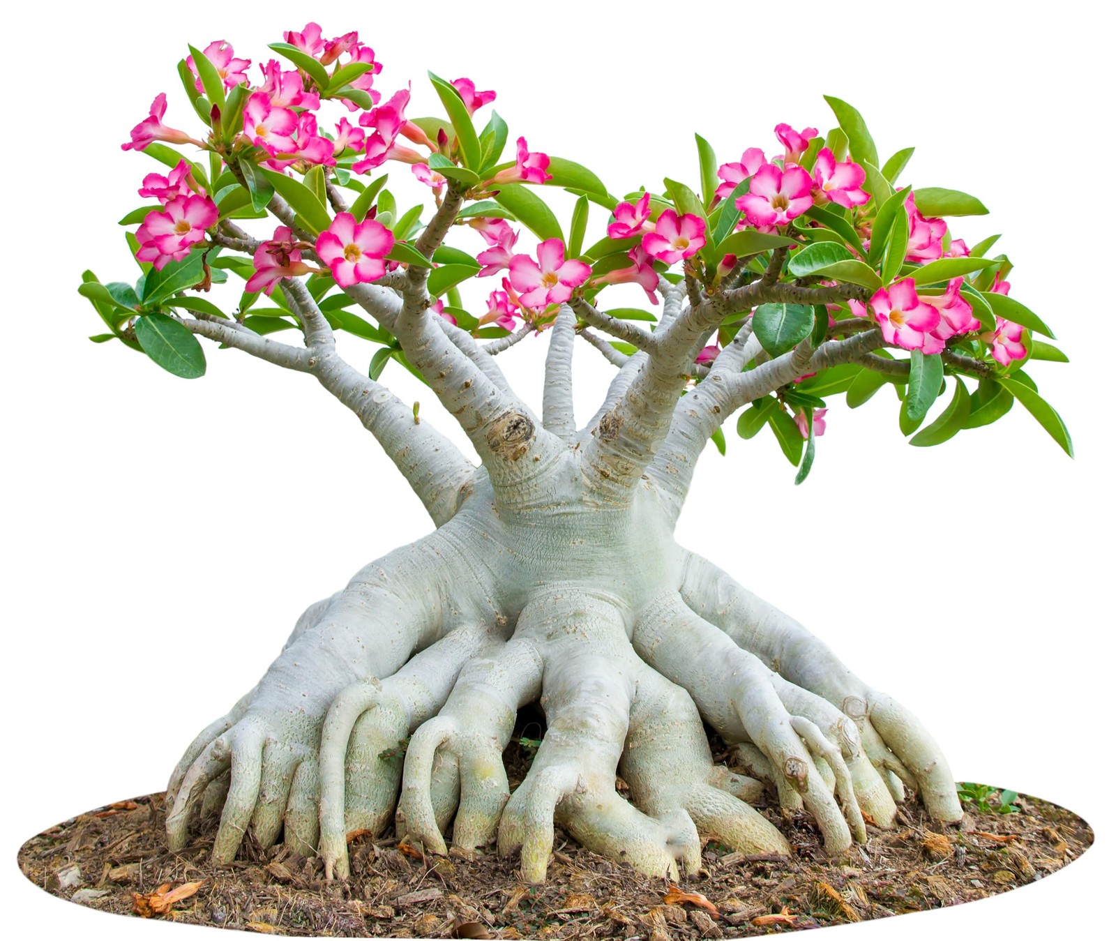 100 Desert Rose Seeds for Planting Mixed Color Ready Adenium Seeds, Natural