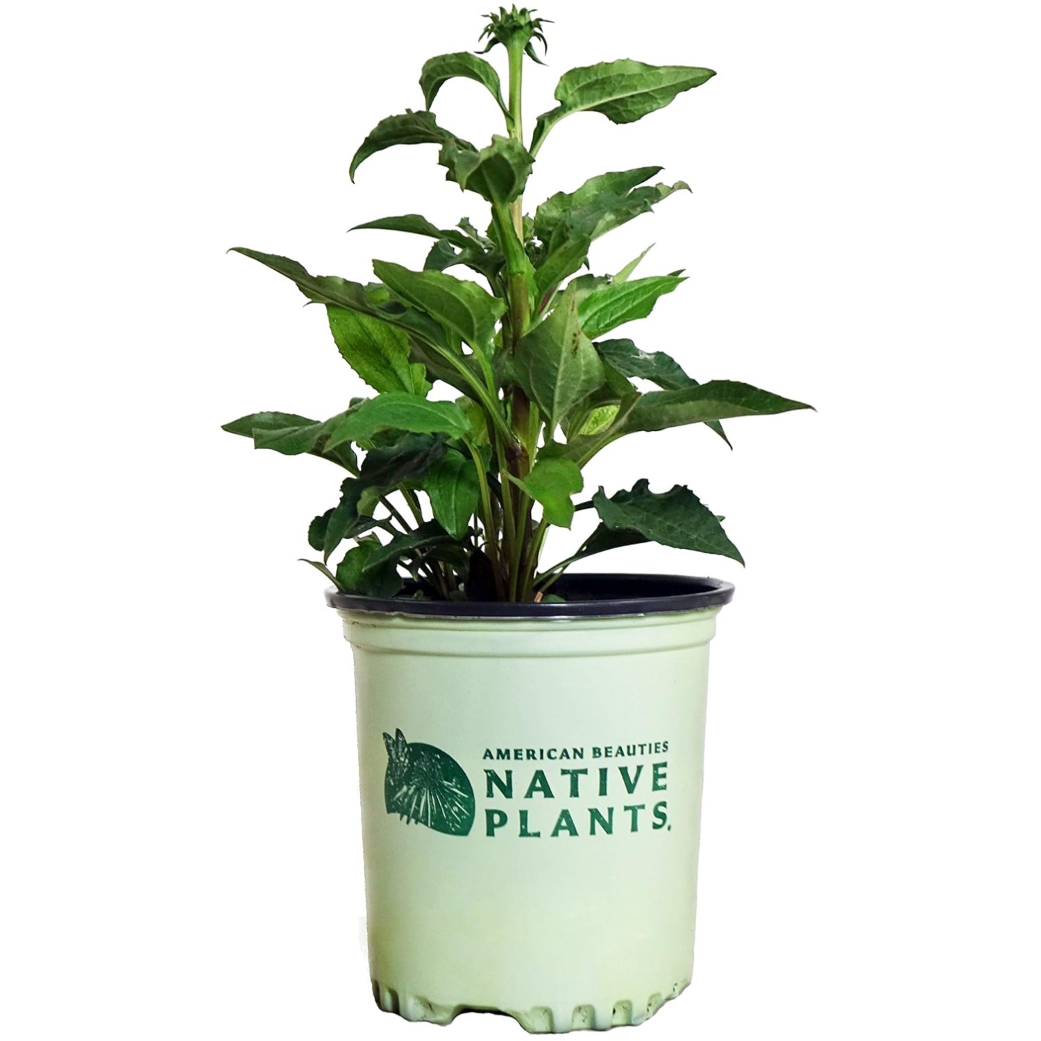 Pollinator Magnet Plant – Echinacea Green Twister – 1 Count