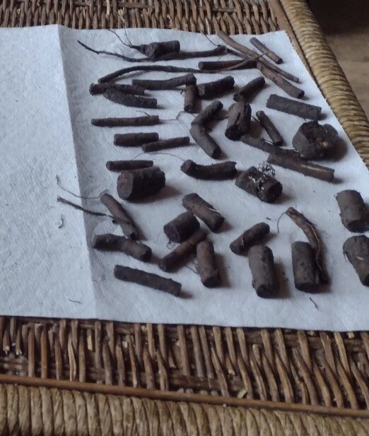12 (1/2″ to 1″ Long) Comfrey (bocking 14) Root Cuttings