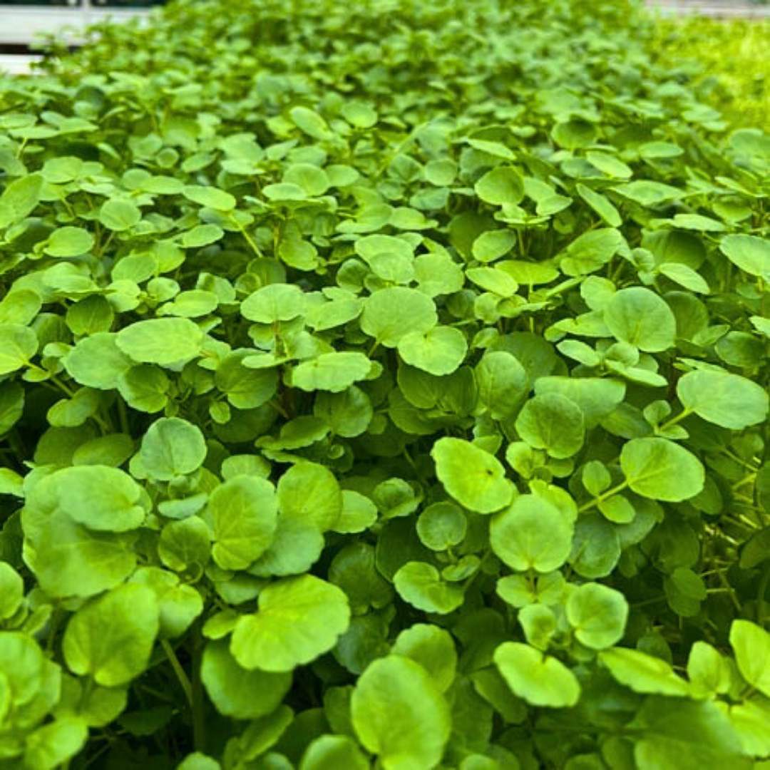Fresh Green Watercress Seeds | Xi Yang Cai | Heirloom Non-GMO | Vegetables Seeds