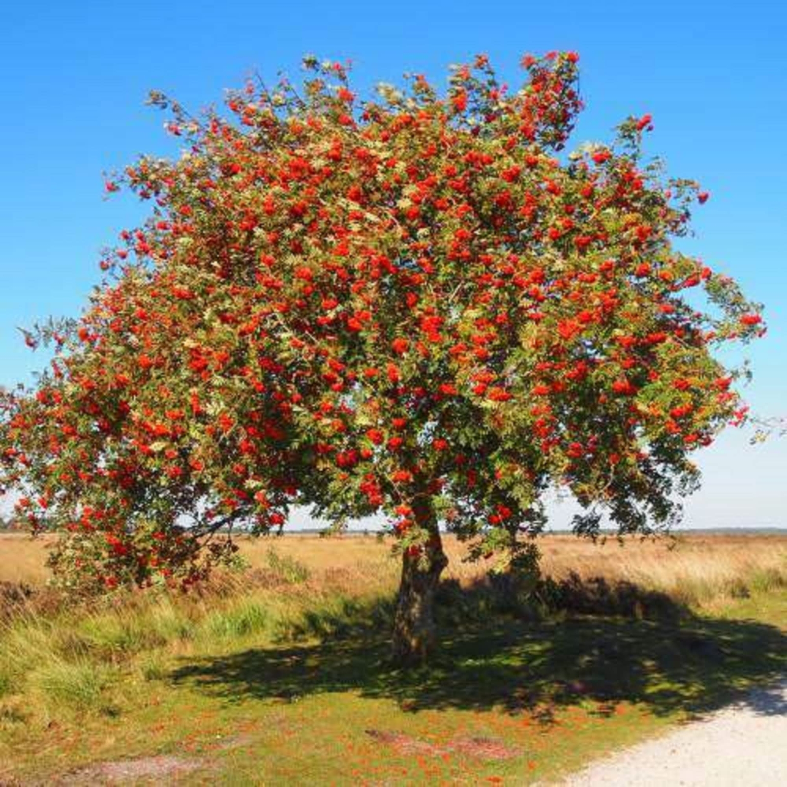 CHUXAY GARDEN Sorbus Aucuparia-Rowan,European Mountain Ash 50 Seeds Dwarf Shrub
