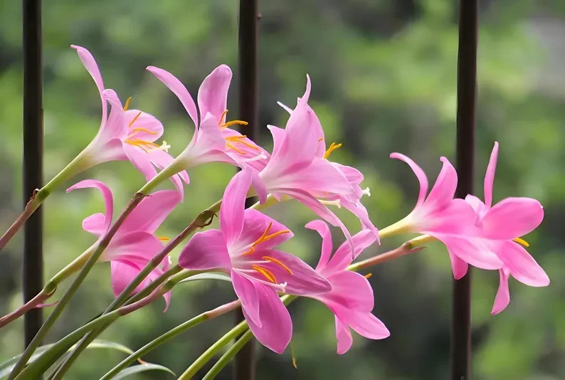 6 Pink Zephyr Lily, Fairy Lily, and Rain Lily, Zephyranthes – 6 Bulbs
