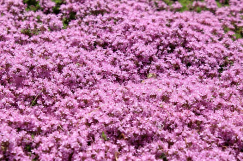 1000 CREEPING THYME Seeds Thymus serpyllum Ground Cover