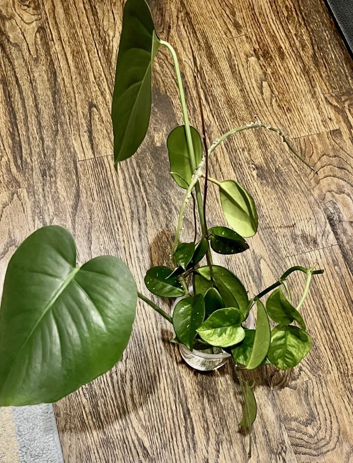 15 Live Unrooted Cuttings Of Common And Semi-rare Houseplants Mystery Box