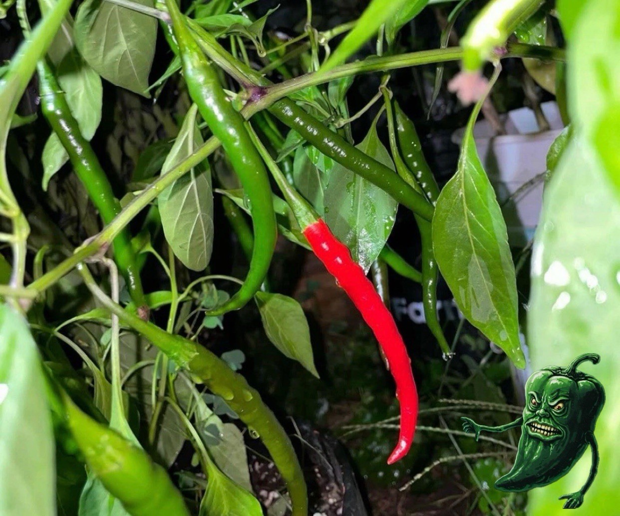 [BIG THAI HYBRID] PEPPER SEEDS PACK OF 15+