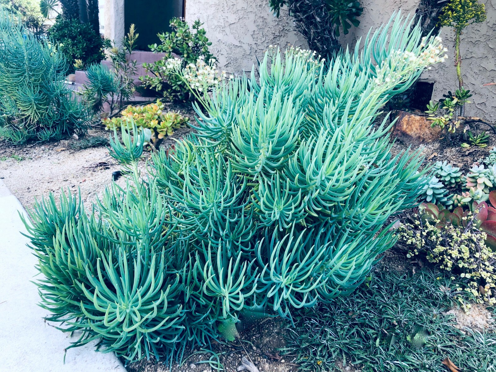 Blue Serpents Chalk Fingers Senecio Vitalis Succulent Plant Huge 6″ Cutting