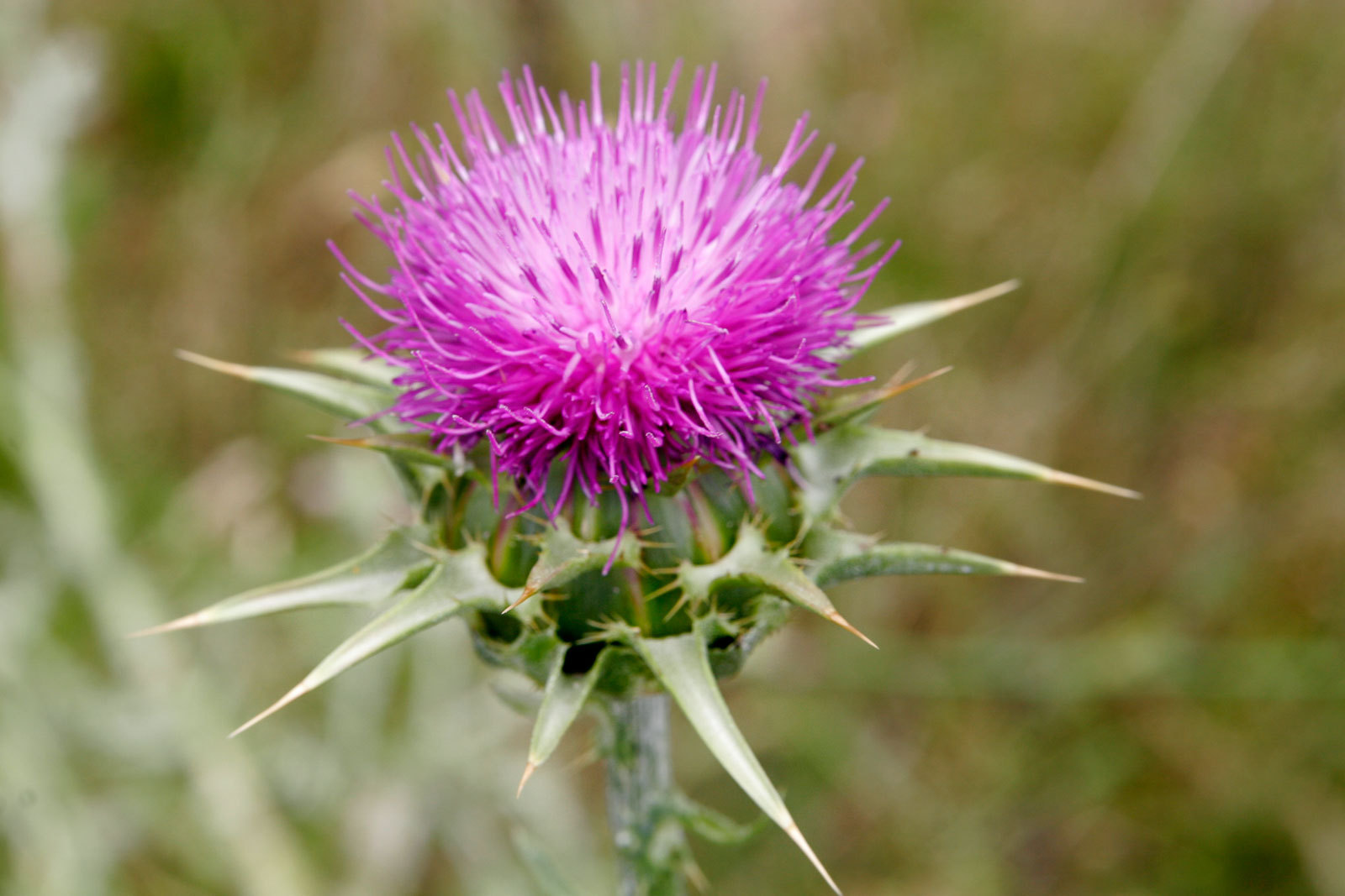 Organic Milk Thistle Seeds USDA Certified Kosher, Choice of 4 Sizes; Starwest