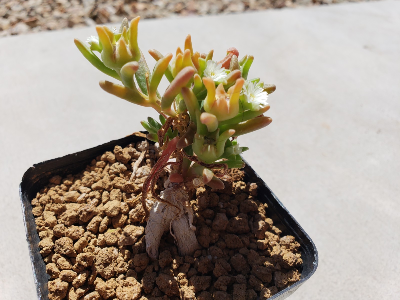 *10 Seed Pods / 100+ Seeds* Delosperma Napiforme, caudex succulent mesemb