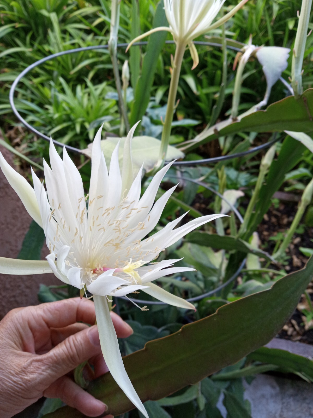 2 Epiphyllum Orchid Fresh cutting plants Cactus 8-12″, orange & purple