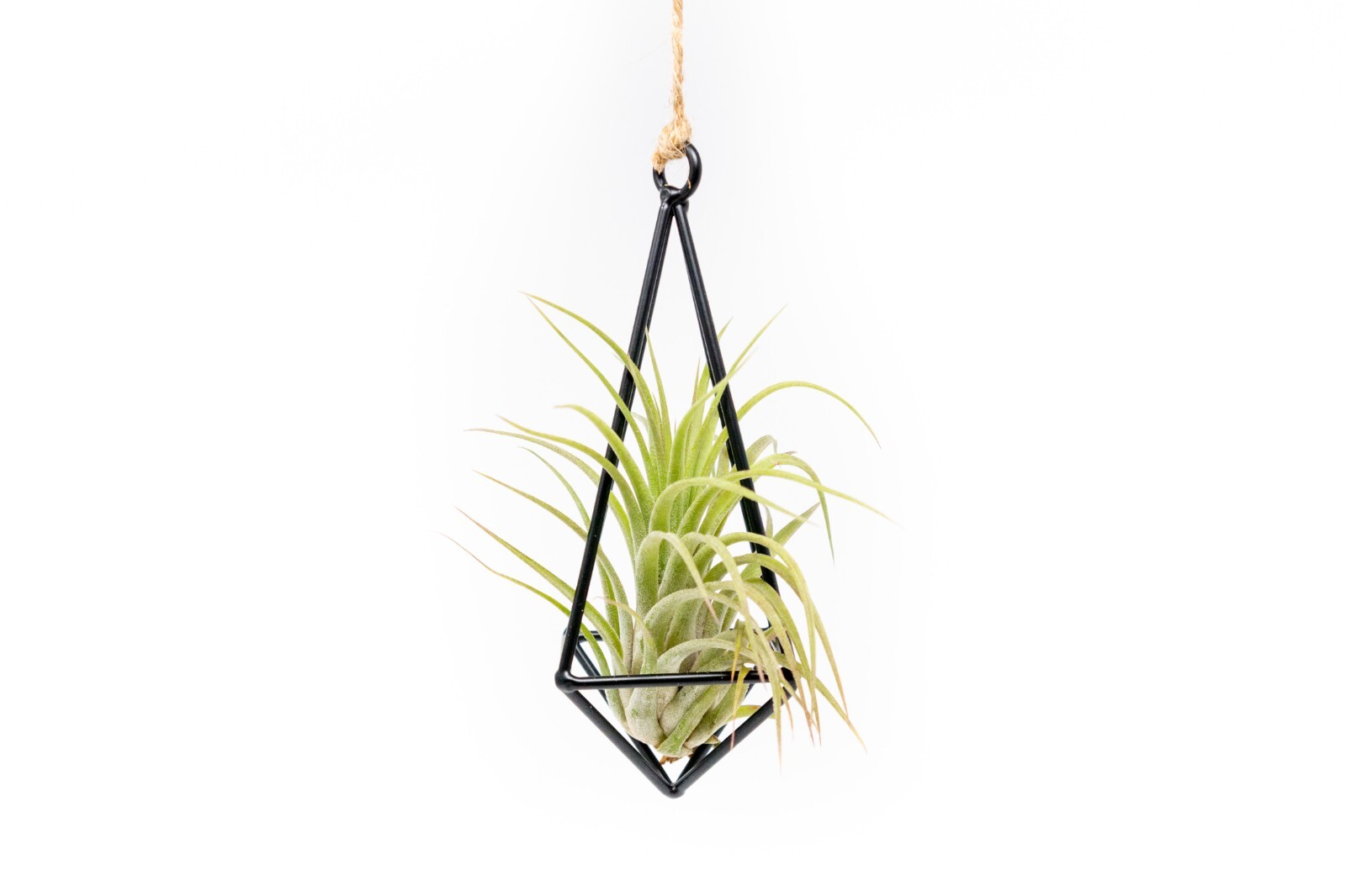 Hanging Black Metal Pendant with Medium Air Plant – Wholesale Tillandsia Decor