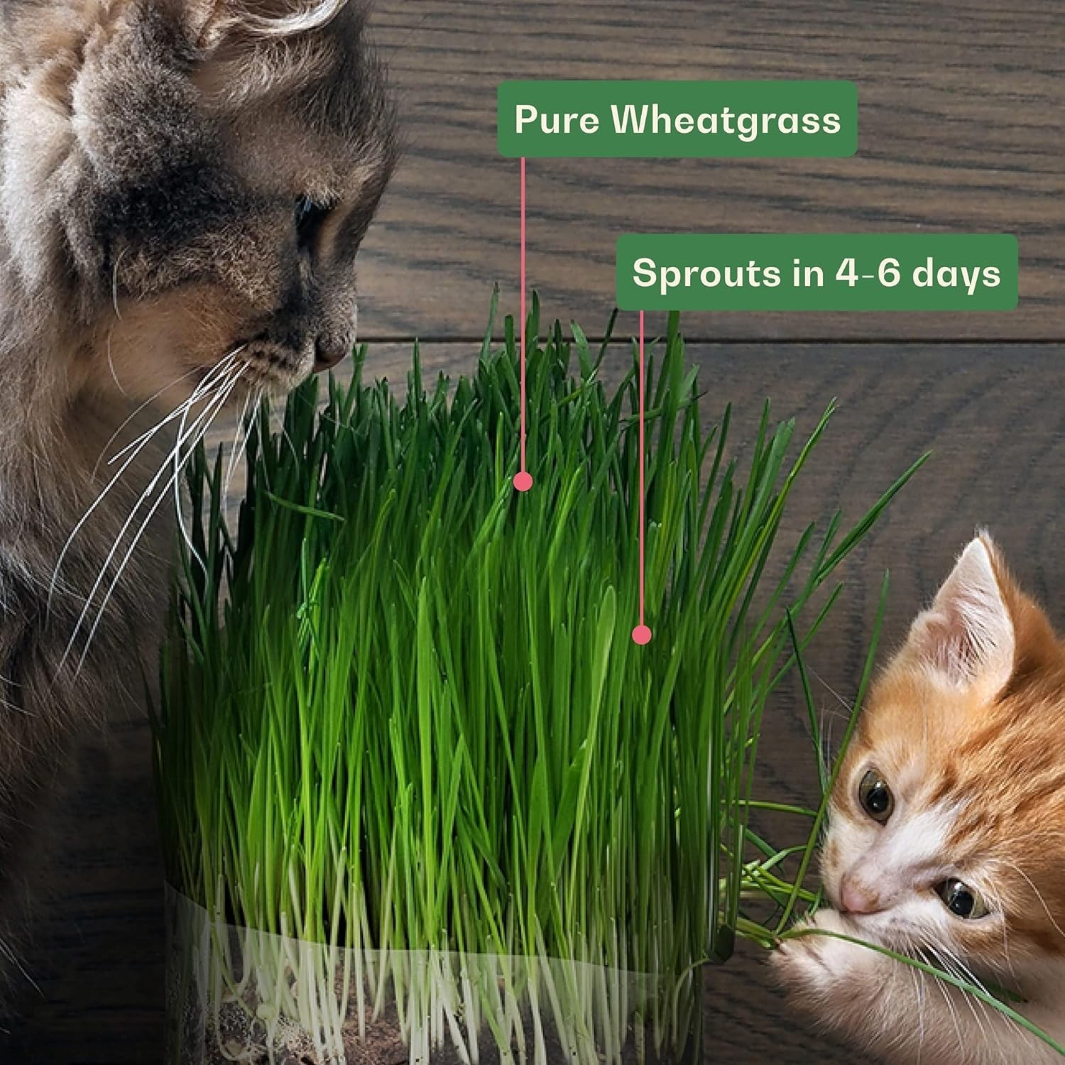 Rose & Branch Organic Wheat Grass Seeds for Indoor Cats – Cat Grass Seeds – 1…