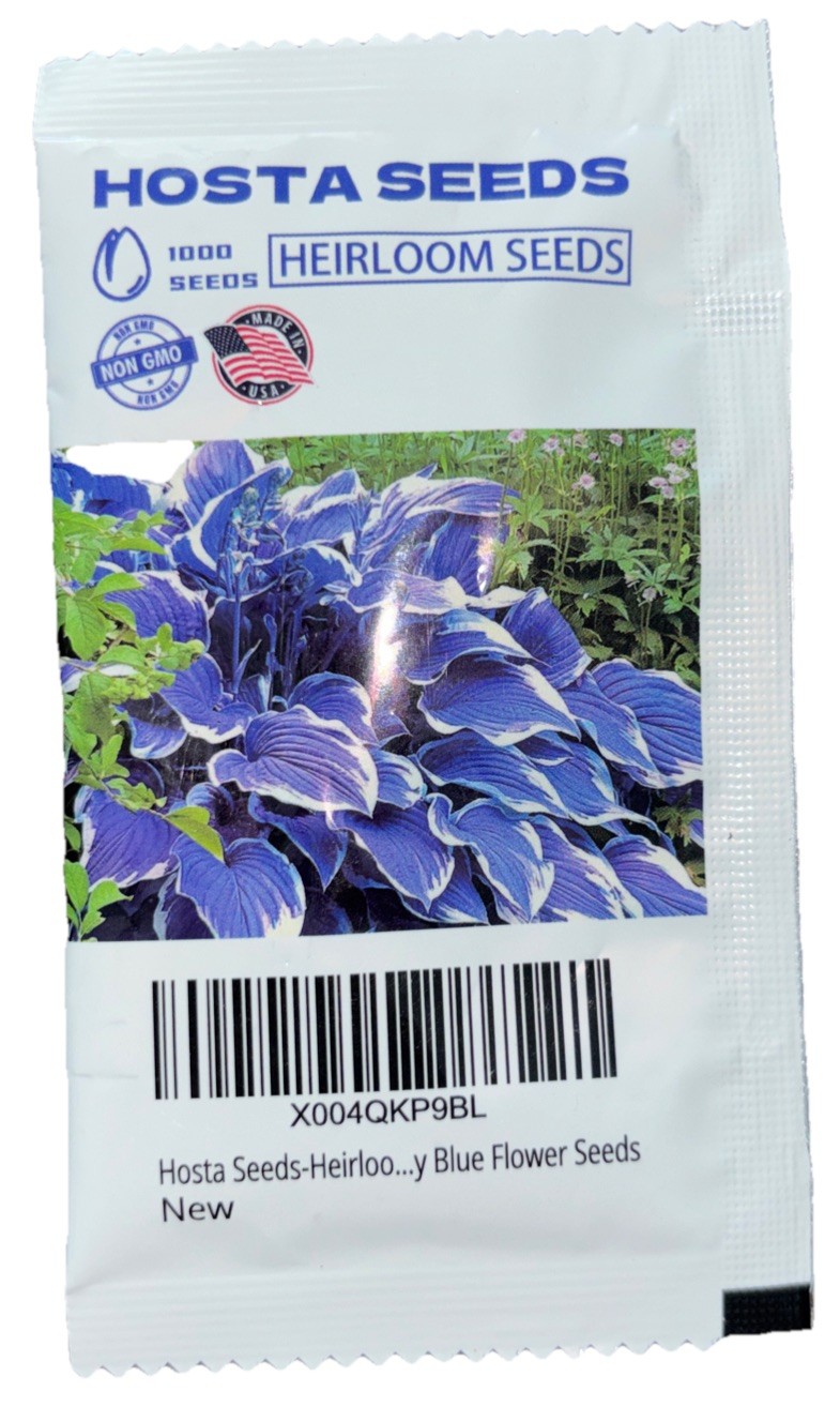 1000 Heirloom Seeds BLUE HOSTA NON GMO Garden Perennials ZONE 3-9 Seed Spring