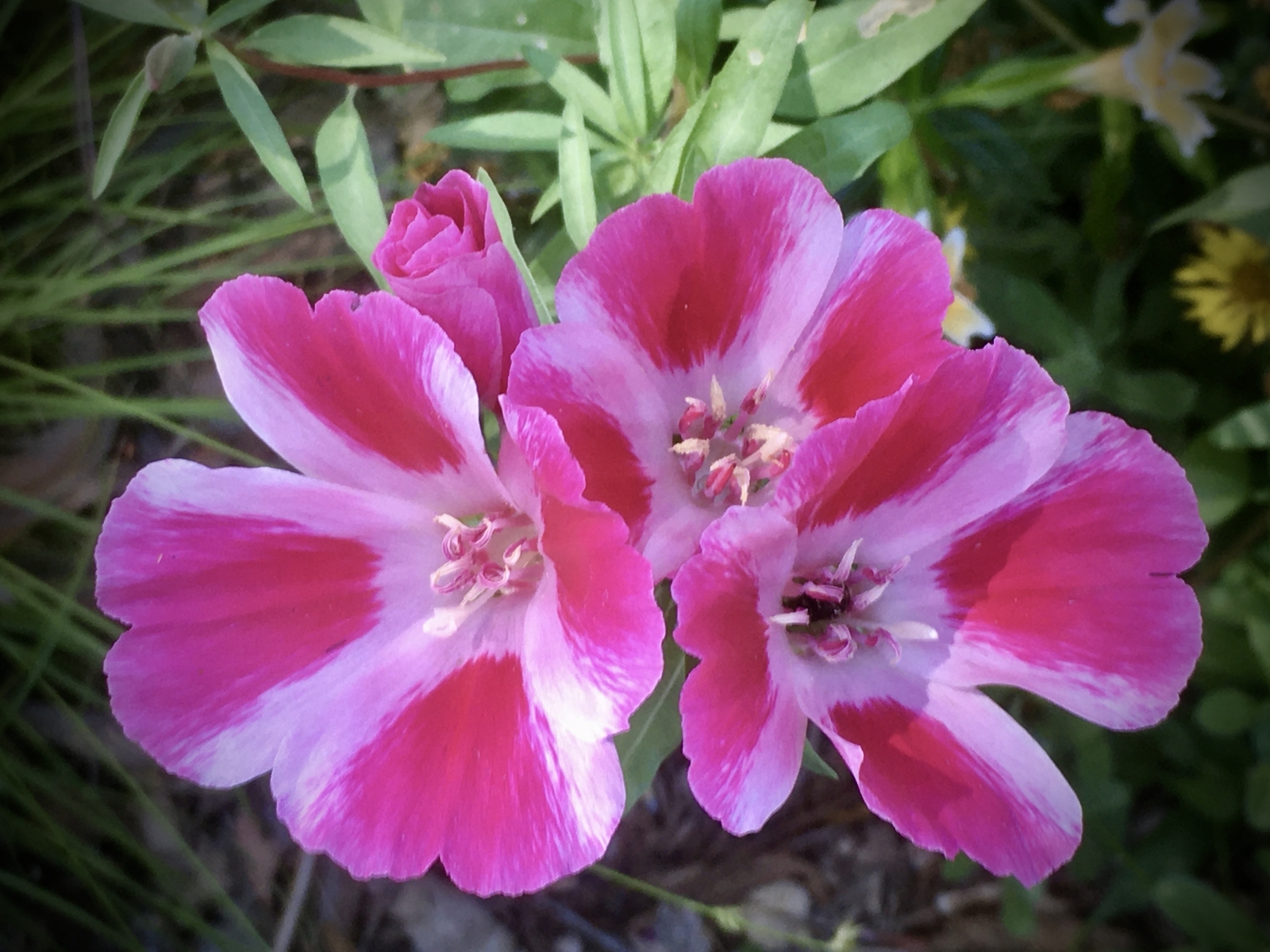 2,000 CLARKIA AMOENA Seeds (Dward Farewell to Spring) | Free shipping