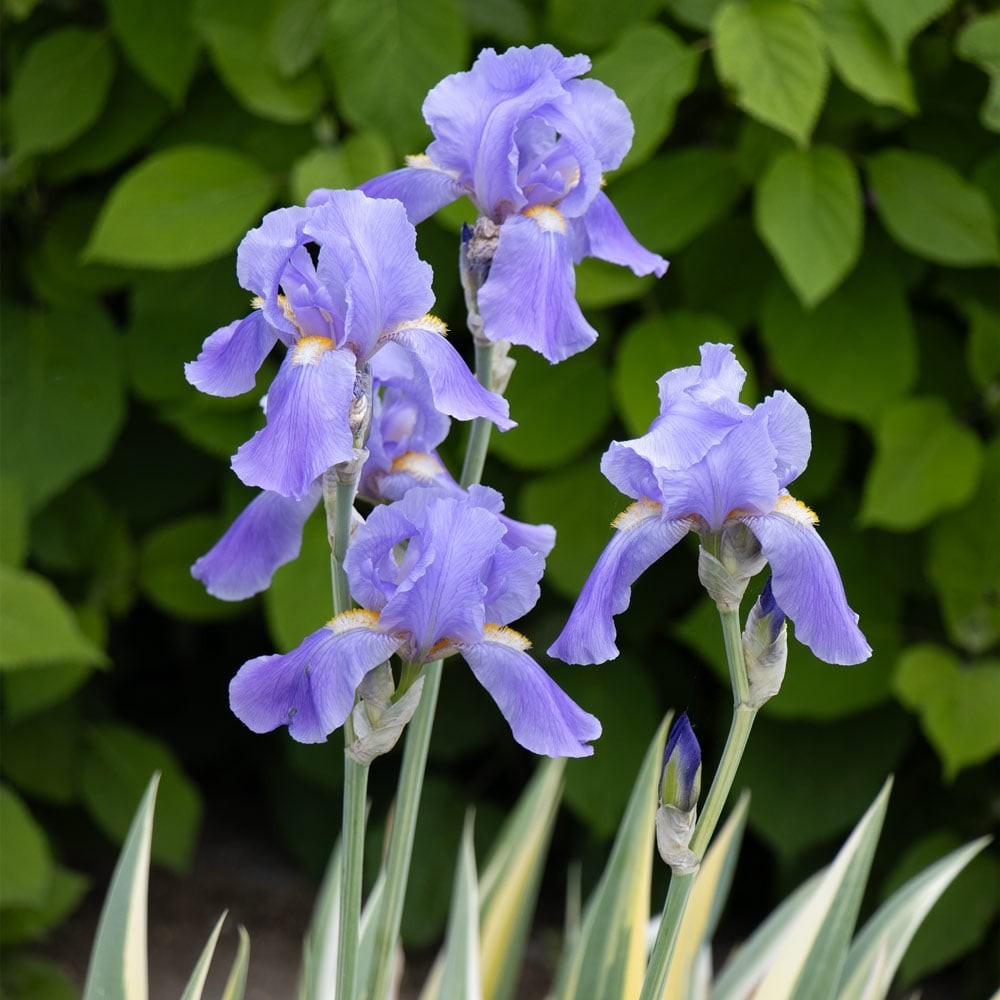 Lot of 3 Rhizomes/Bulbs~iris pallida variegata aurea~Variegated, Sweet~FRAGRANT