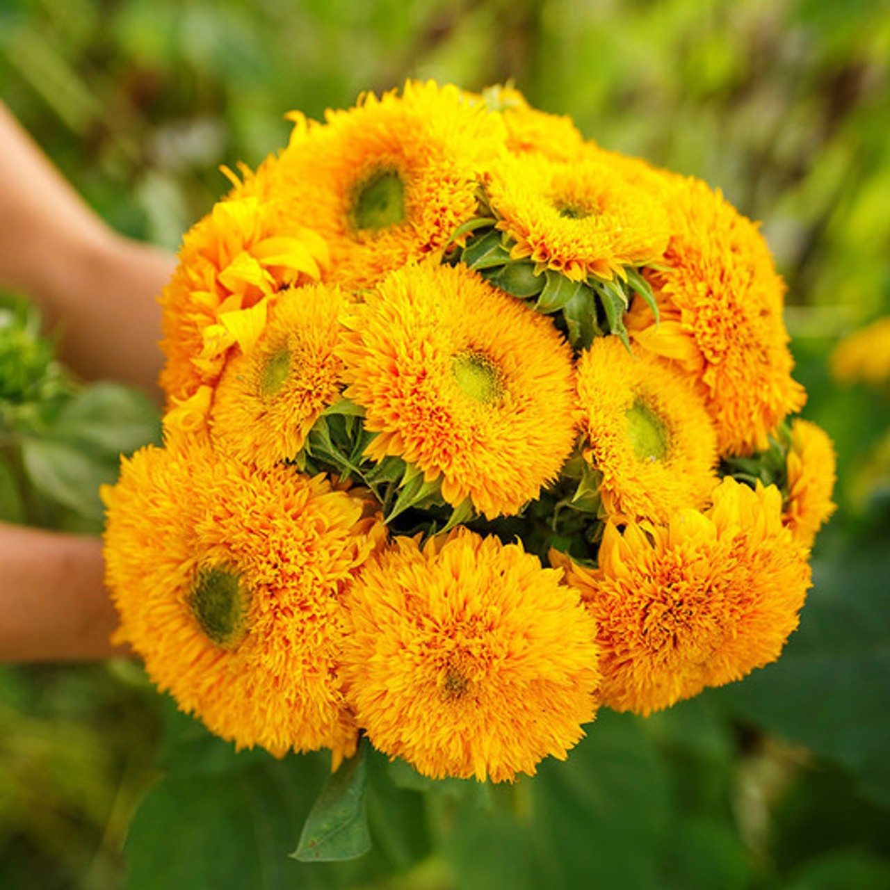 50+ DOUBLE DWARF SUNFLOWER SEEDS — DWARF TEDDY BEAR — SUNGOLD ——- FRESH