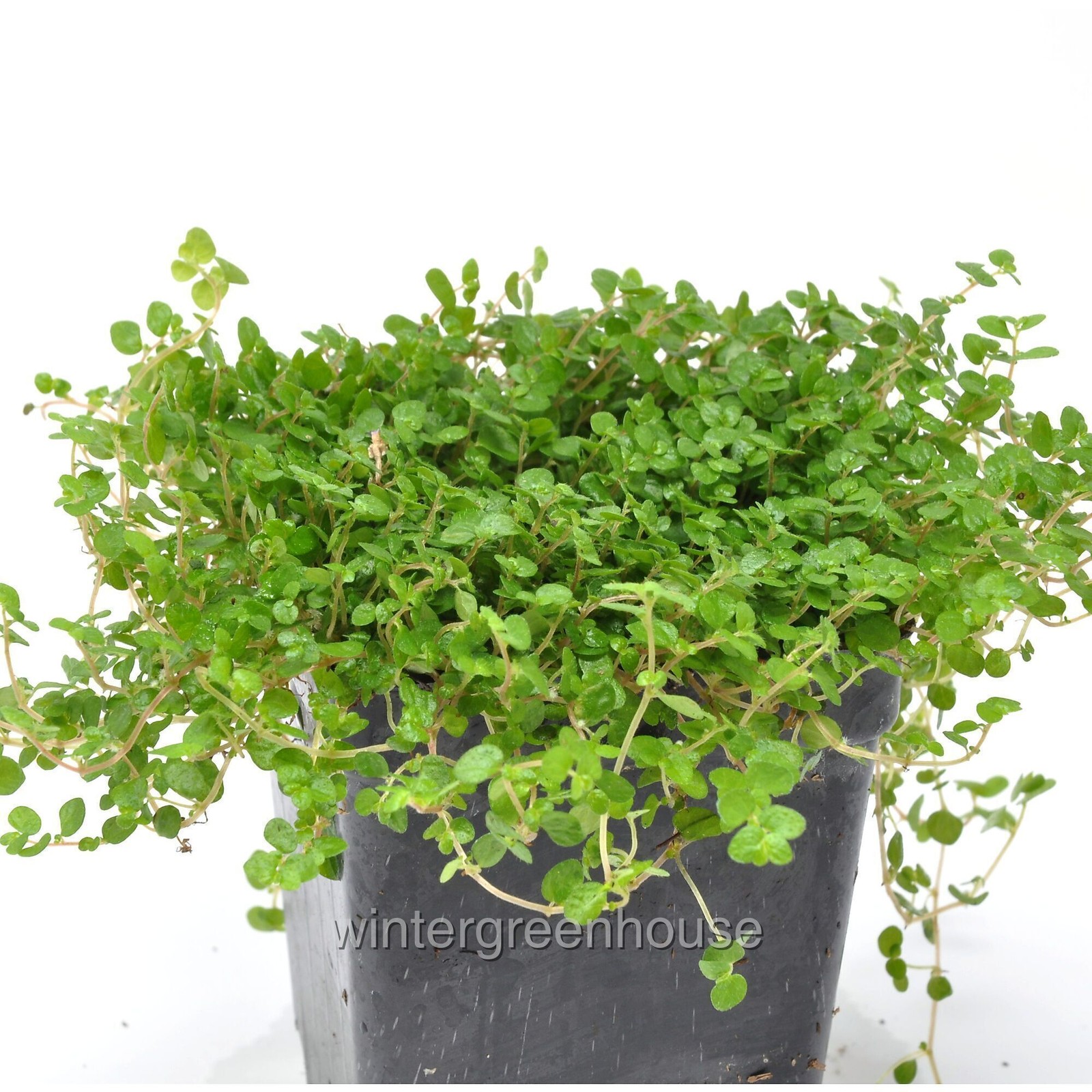 Soleirolia soleirolii, Baby Tears, Green, Container Size: 3″ (2.6×3.5″)