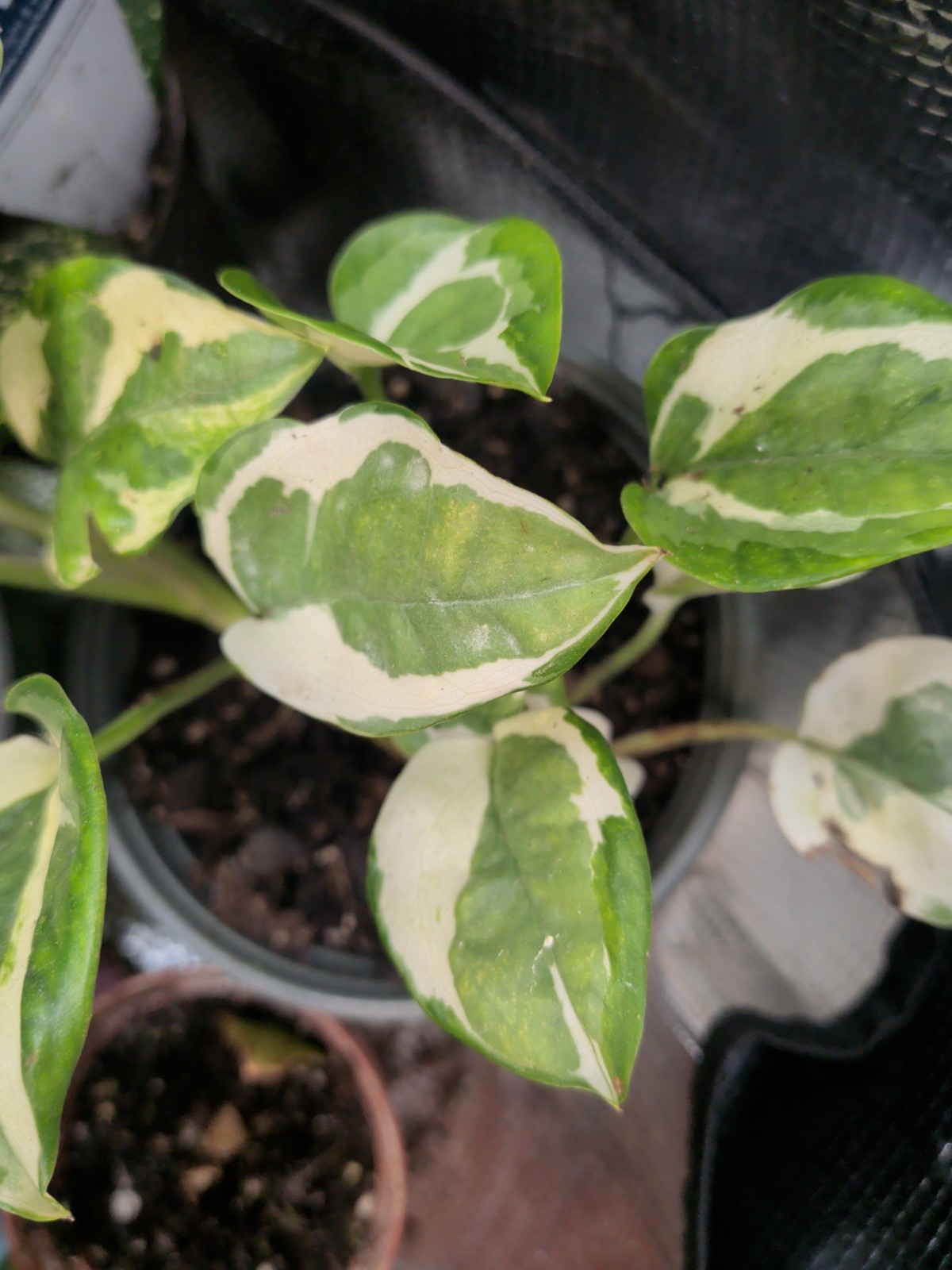 SALE. . 1 Pearls N Jade 1 Green Heart Philodendron In 3 ” Pots