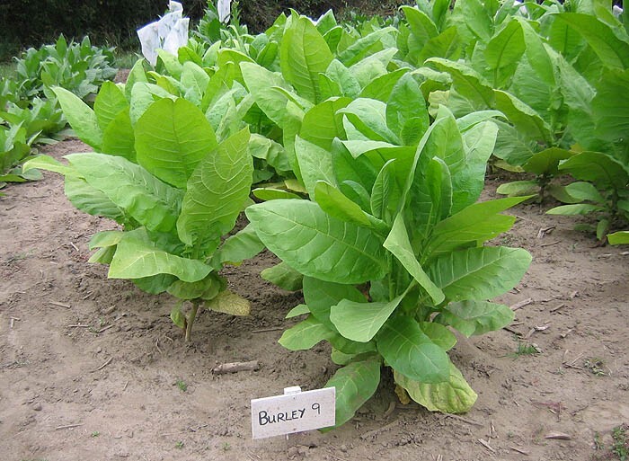 1000 Burley 9 Nicotiana Seeds ~ Drought Resistant Non-GMO Nicotiana Tabacum
