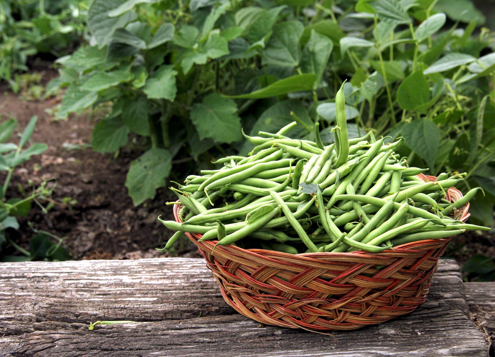 50 TENDERGREEN GREEN BEAN Phaseolus Vulgaris Vegetable Seeds