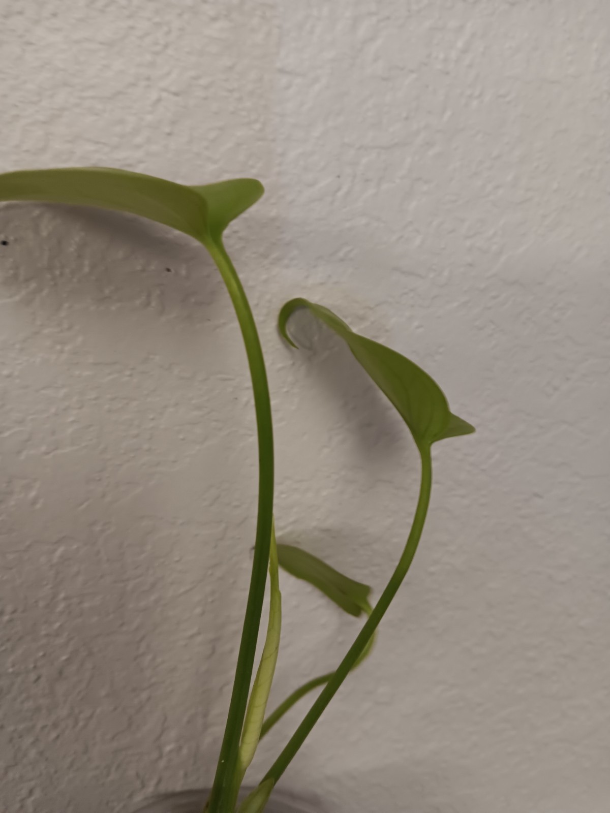 Monstera Lemon Lime Fully Established Plant 🪴