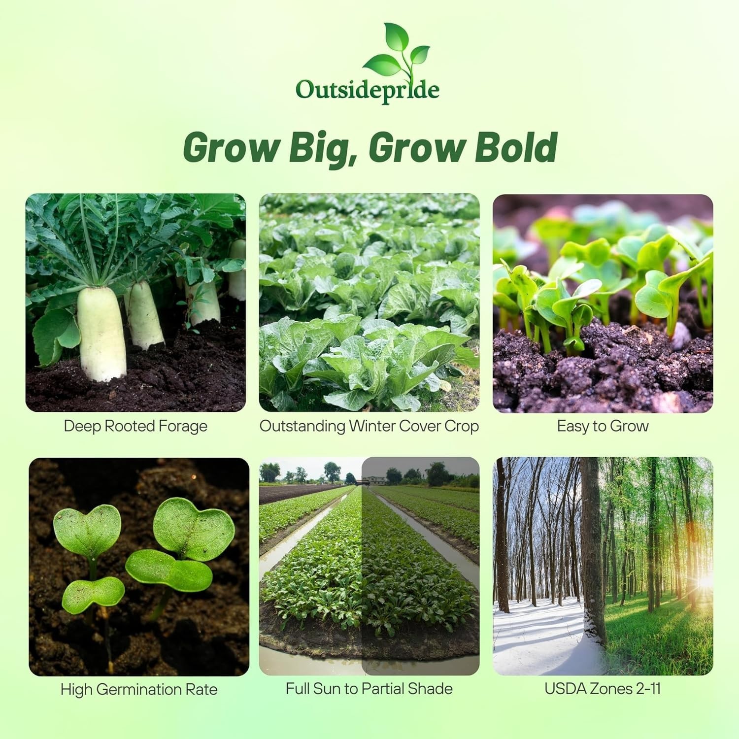 Daikon Radish Seeds – 10 lbs – Soil Health & Erosion Control