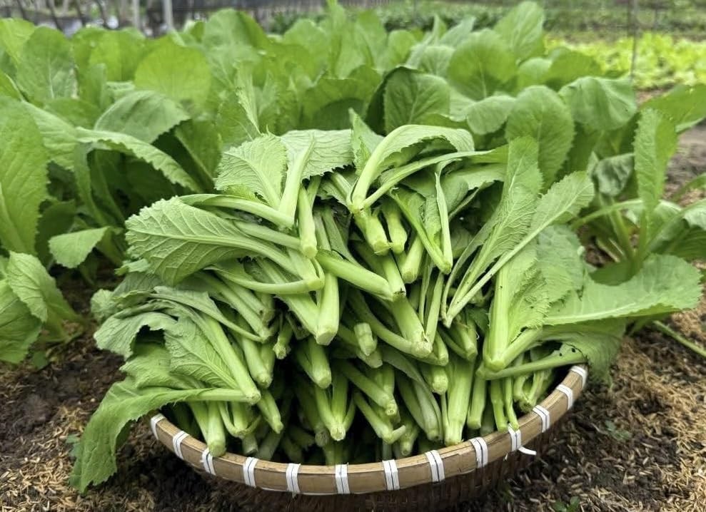 2000 Premium Mustard Green Seeds – Cải Bẹ Xanh – Broadleaf Mustard, GAI