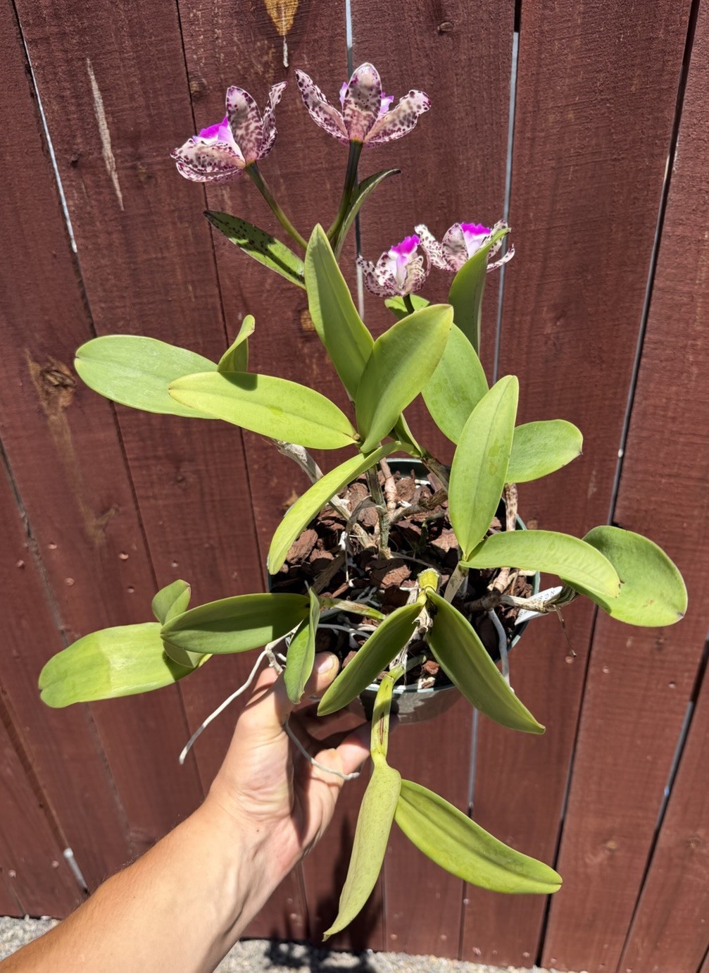 SVO Stud Collection Orchid: C. Summer Spot X C. Small World