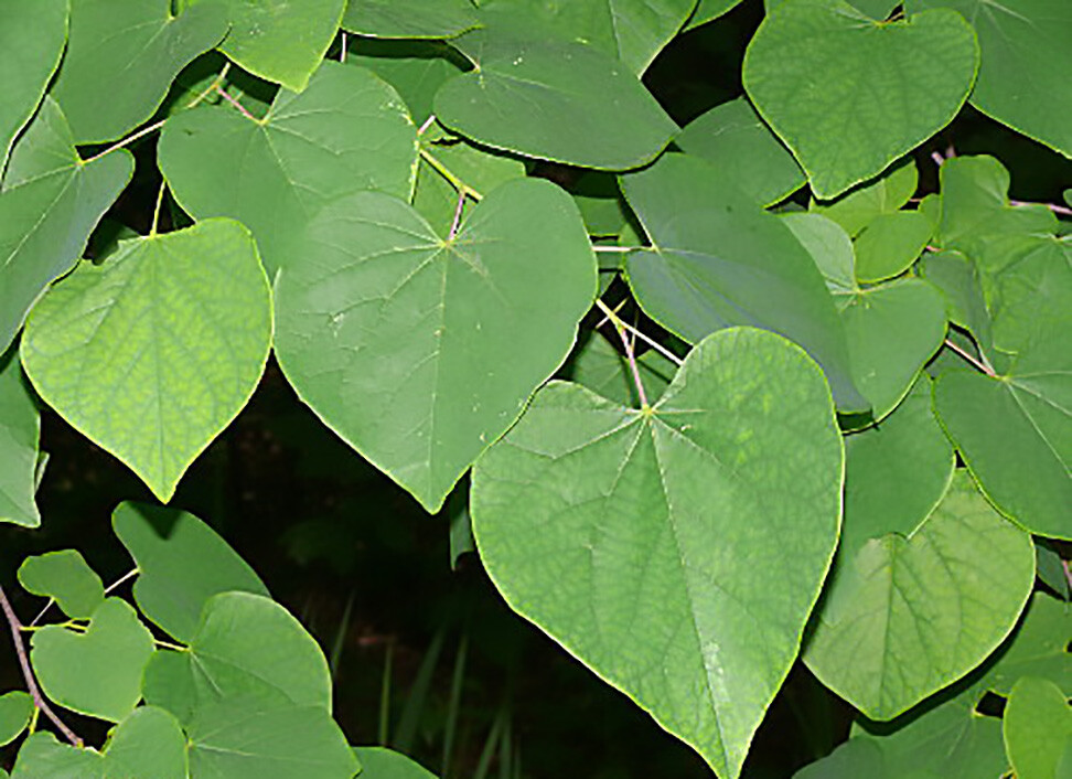 Eastern Red Bud, Cercis Canadensis Tree Seeds