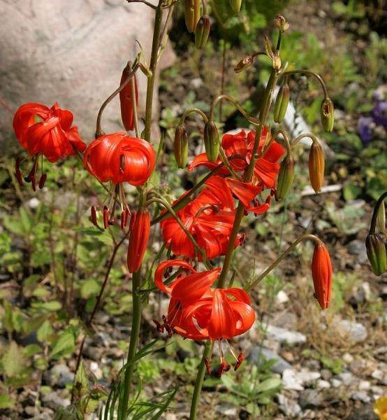 Lilium pumilum | Coral Lily | Low Lily | Siberian Lily | 10 Seeds