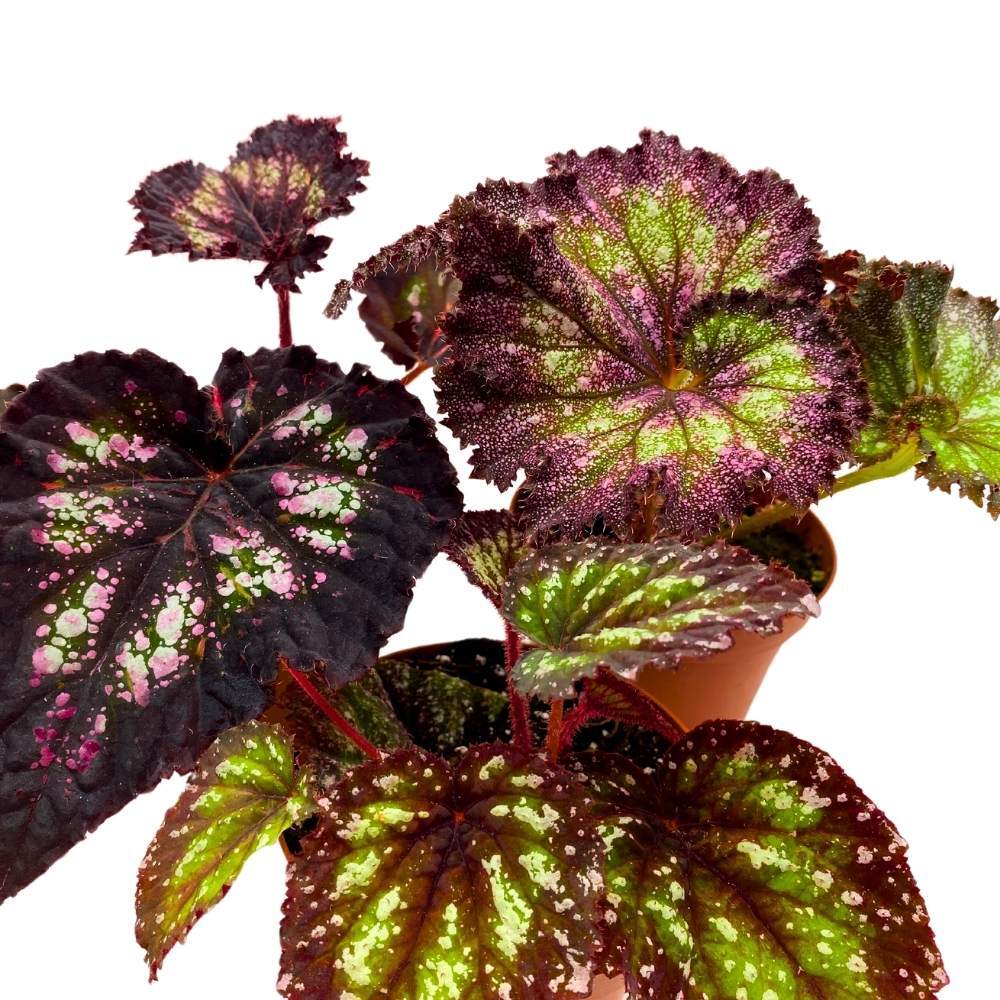Harmony’s Purple and Green Begonia Assortment 4 inch Set of 3 Harmony Hybrids Sp