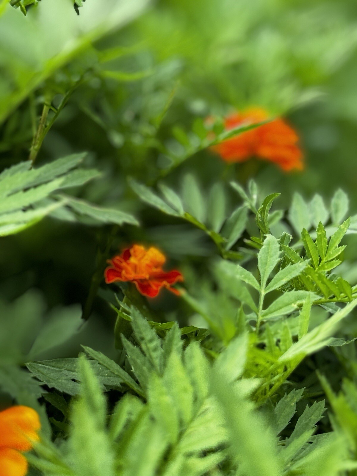 French Marigold Sparky Mix, Beautiful Colors, Garden Pest Deterrent, 1 Cup