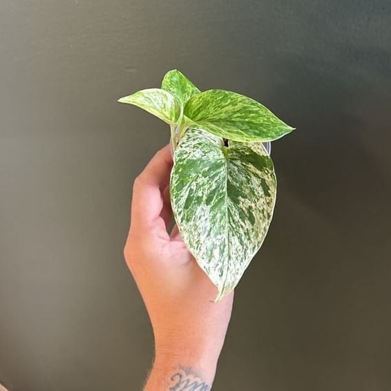 Marble Queen Pothos – 3” Pot Live Plant