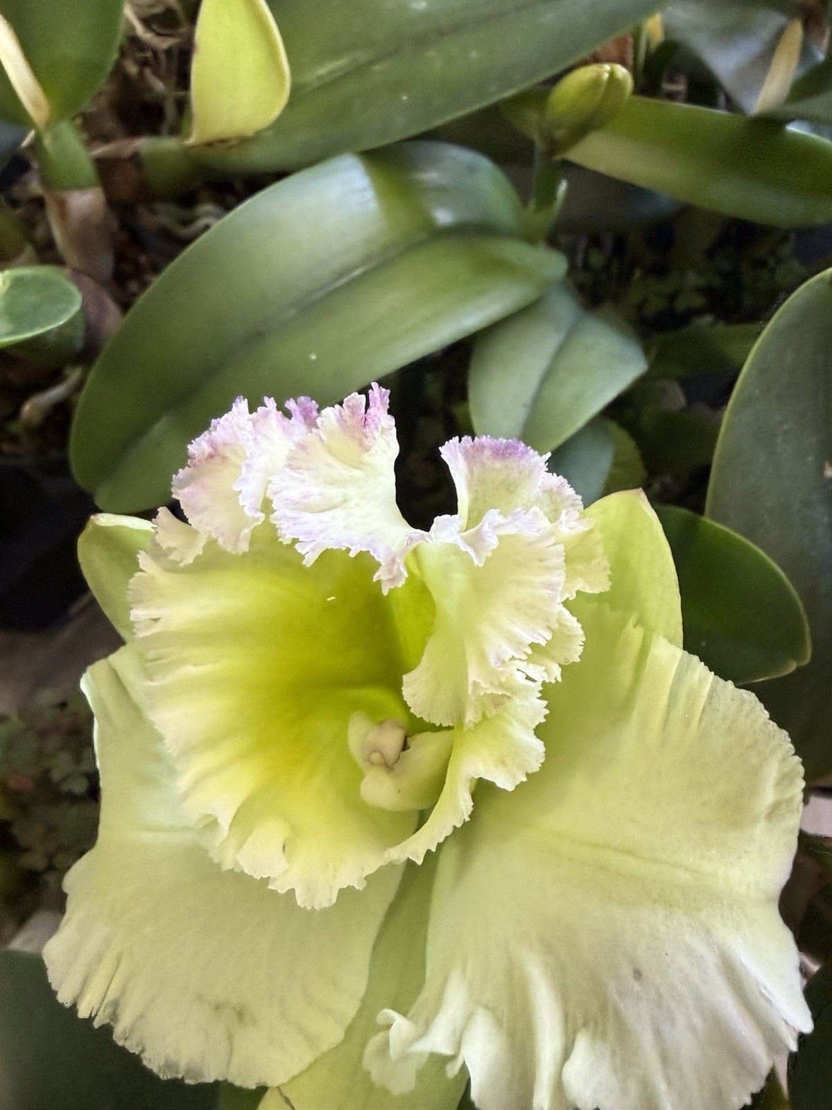 Orchid Plant Box full 10 plants Rescue bulb stem bare root cuttings