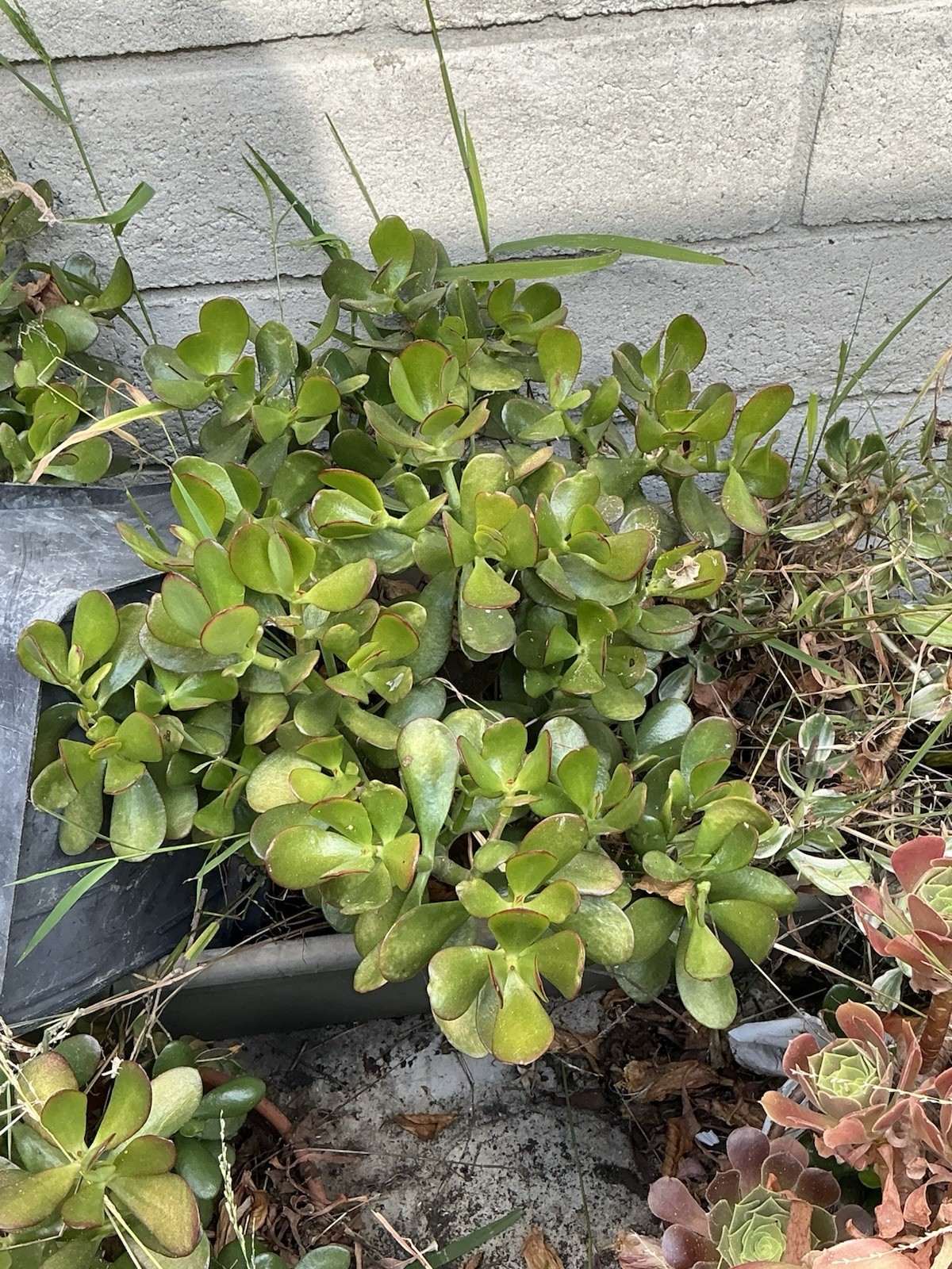 healthy jade plant with roots, Around 19” To 20” tall, rooted