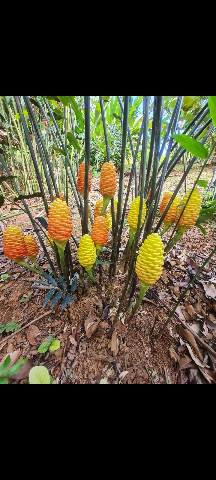 EARLY YELLOW SHAMPOO GINGER LIVE RHIZOME PLANT EXOTIC TROPICAL ZINGIBER
