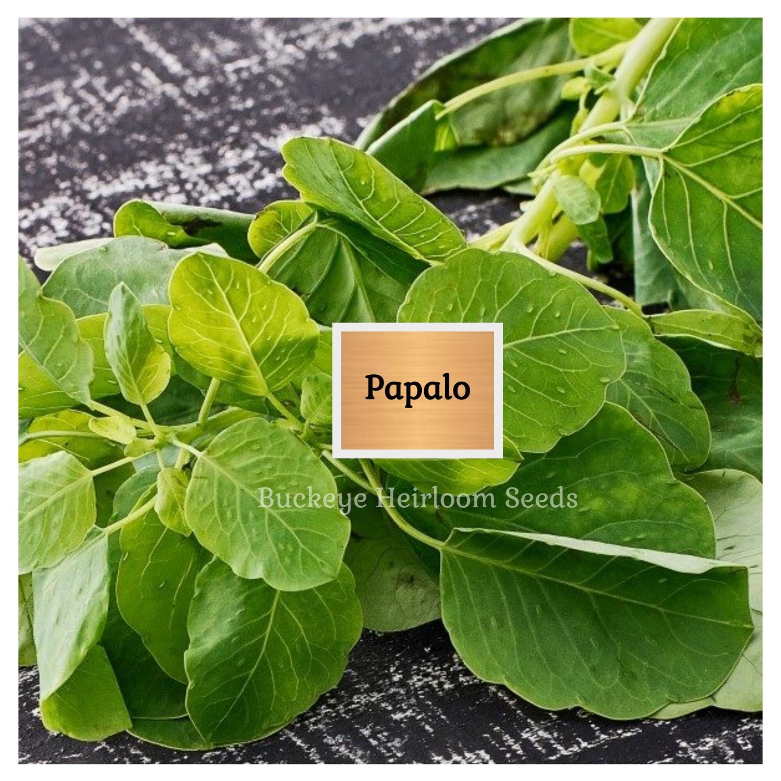 Papalo | 400 Seeds | Leaves used in Salsa | Salads | (Porophyllum ruderale