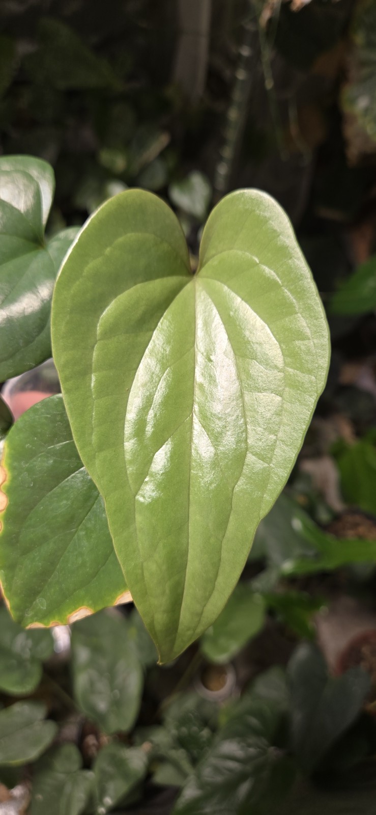 Anthurium yetlense Un-numbered Wild Clone