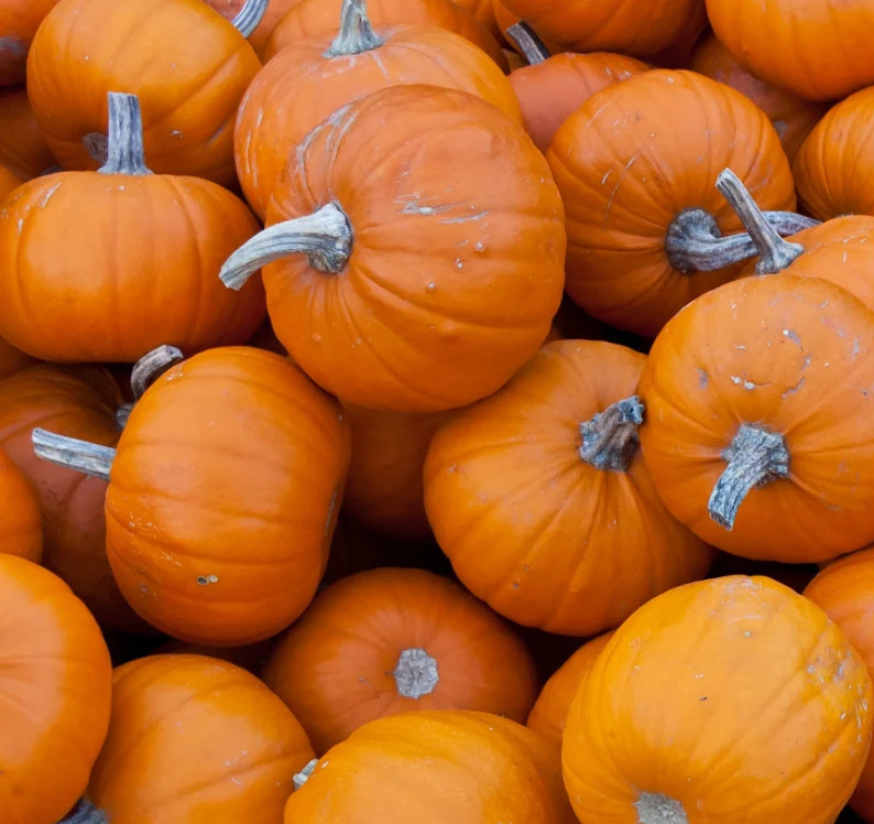 WEE BE LITTLE PUMPKIN SEEDS 30+ vegetable GARDEN Halloween DECOR free SHIPPING
