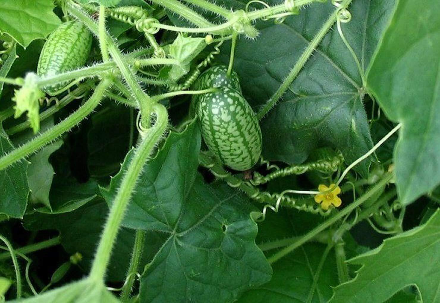 Cucamelon 20 Seeds – Mouse Melon, Melothria Scabra Mini Cucumber, Mexican Sour G
