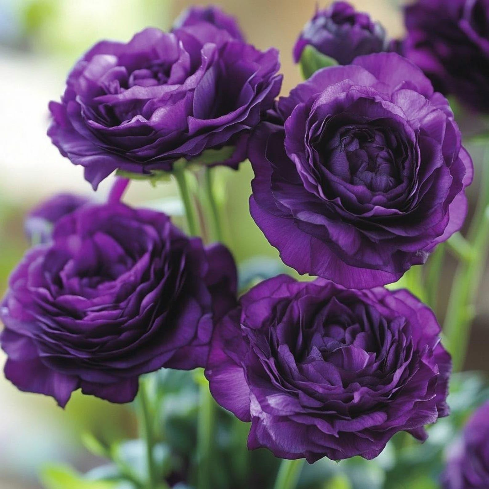 300+Mixed Lisianthus Flower Seeds for Planting Outdoor-Perennial Mixed