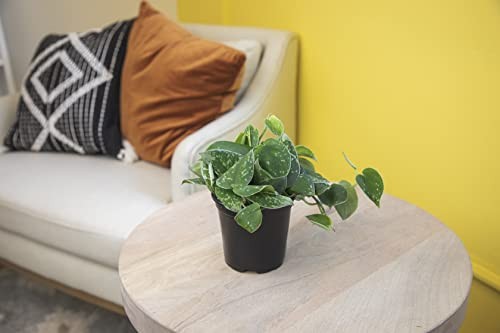 Altman Plants Live Pothos Plants 4Pk Indoor Plants Live Pothos Live Plant House
