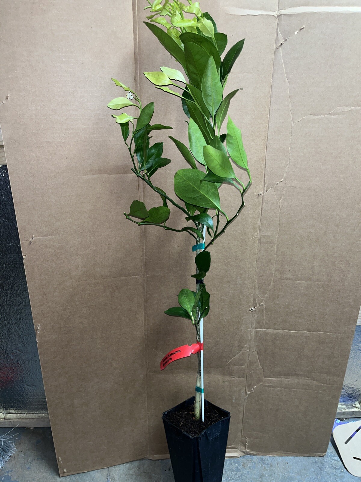 California only!! Owari Satsuma Semi-Dwarf Mandarin 25-36″ tall