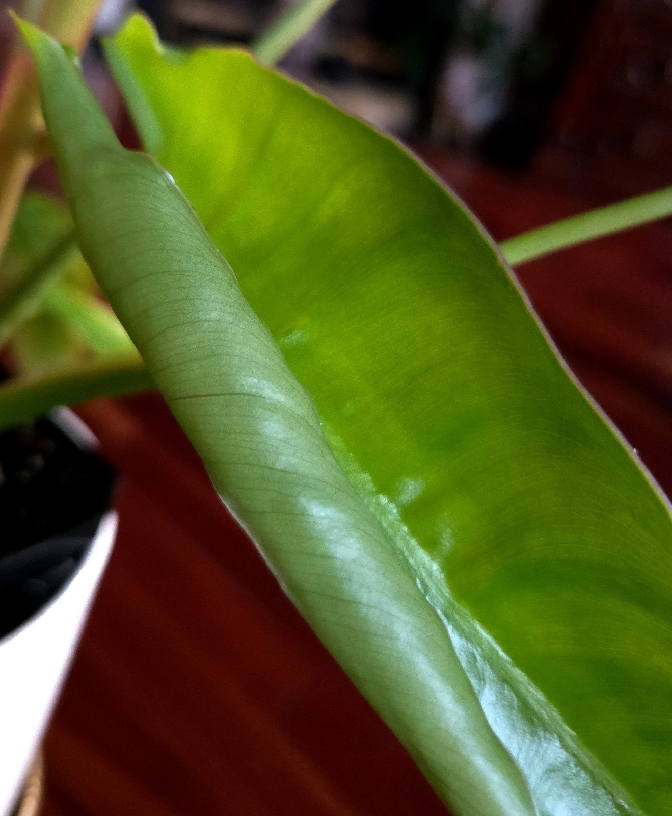 RARE Philodendron Billietae X Sagittafolium Pink Flushed 21″ Wide Not Monstera