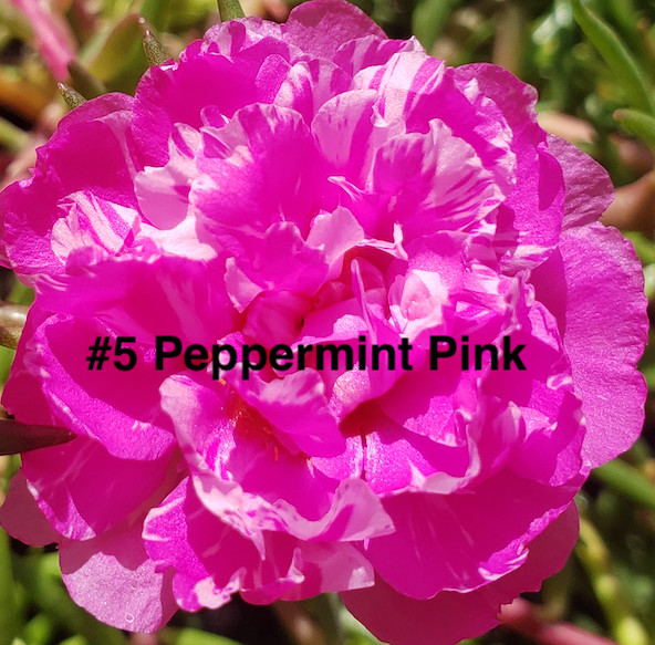 Moss Rose ( Portulaca Grandiflora ) , Mix, 10 unrooted Cutting