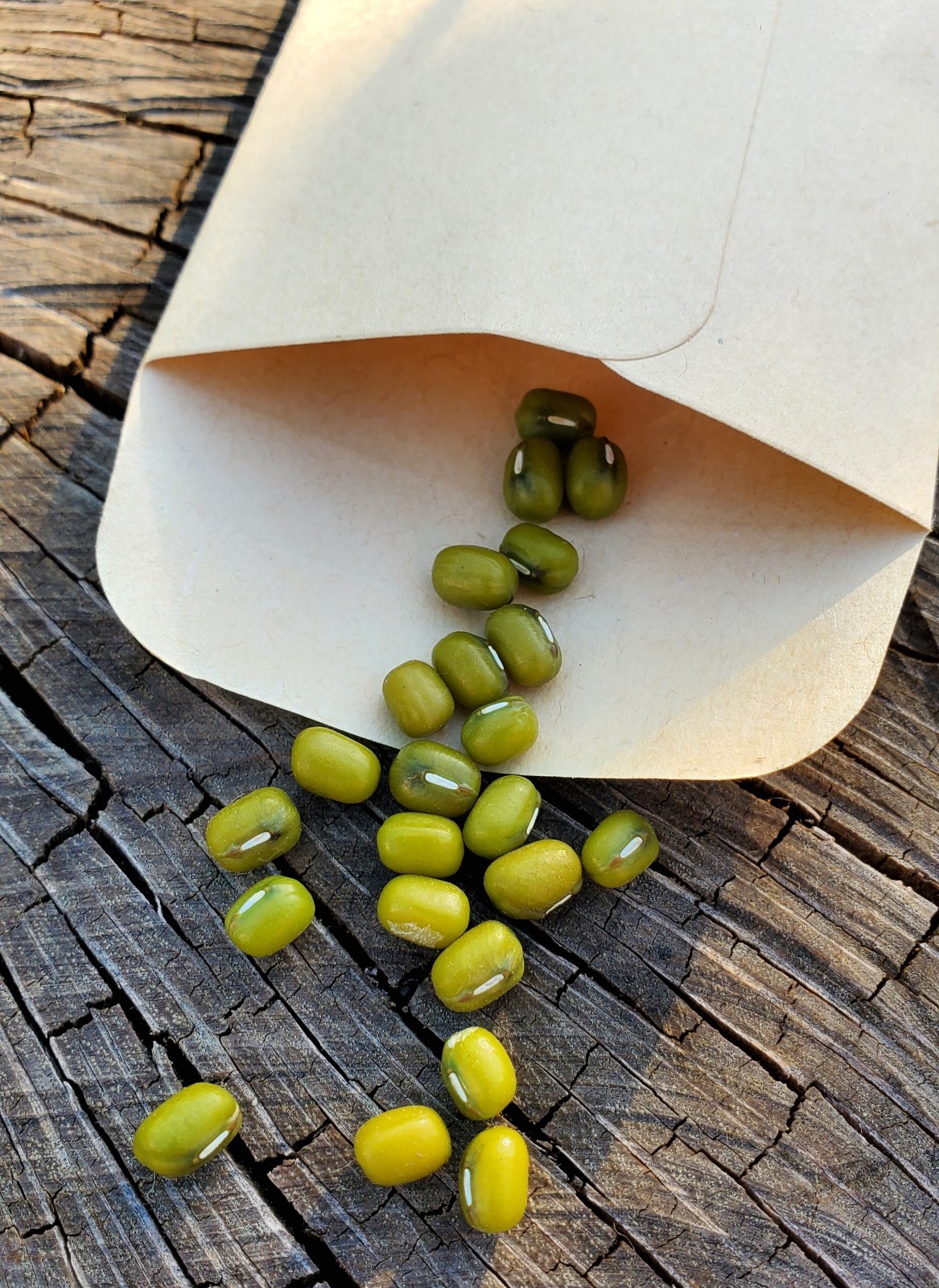 20+ Mung Bean seeds (Vigna radiata), harvested in 2026 | Fast-growing beans